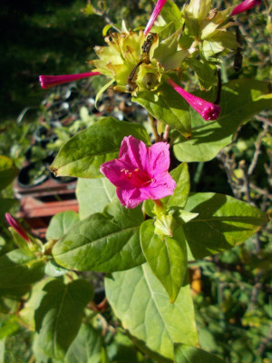 DSCN6463_Mirabilis_jalapa.jpg