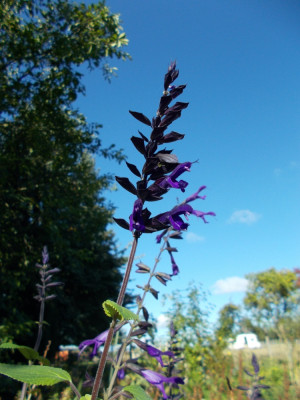 DSCN6464_Salvia_Amistad.jpg