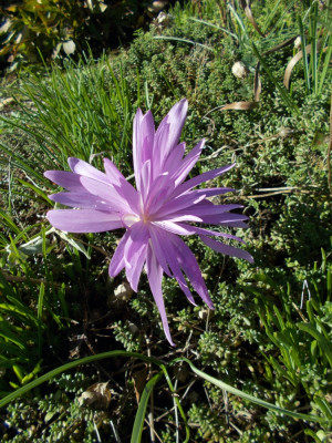 DSCN6465_Colchicum_Waterlily.jpg
