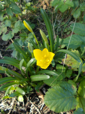 DSCN6466_Sternbergia_lutea.jpg