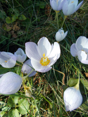DSCN6467_Crocus_kotschyanus_ssp_kotschyanus.jpg