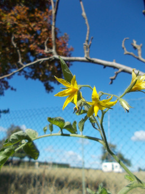 DSCN6468_Solanum_lycopersicum_Rannyi_83.jpg
