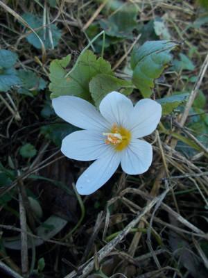 DSCN6470_Crocus_Zephyr.jpg