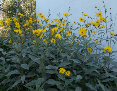 DSCN6471_Helianthus_laetiflorus.jpg