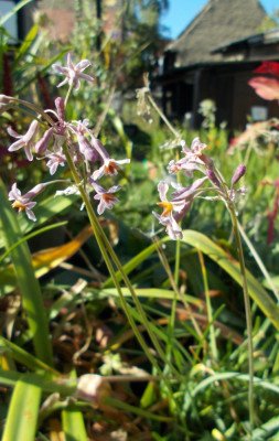 DSCN6472_Tulbaghia_Hazel.jpg
