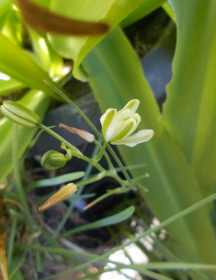 DSCN6474_Albuca_humilis_x_shawii.jpg