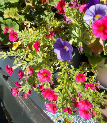 DSCN6475_Petunia.jpg