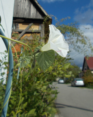 DSCN6479_Ipomoea_ex_Pearly_Gates.jpg