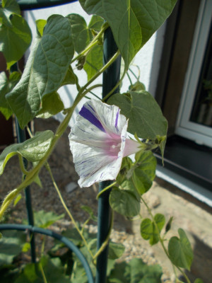 DSCN6480_Ipomoea_ex_2023.jpg