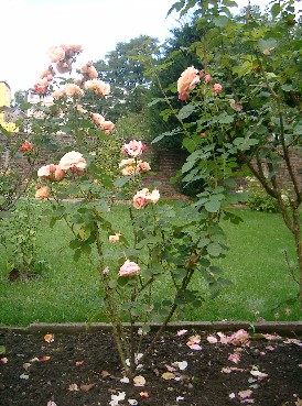Rose_2b.JPG