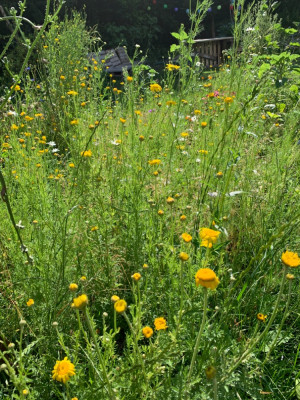 Färberkamille im Garten