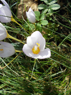 DSCN6454_Crocus_kotschyanus_ssp_kotschyanus.jpg