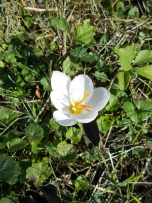 DSCN6469_Crocus_Zephyr.jpg