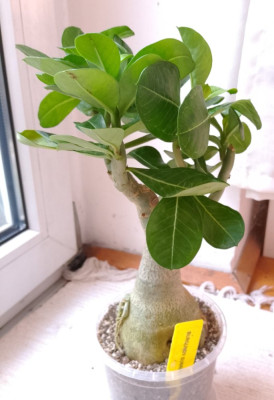 Adenium obesum Burgundy Sunrise