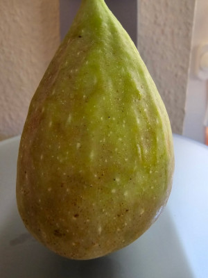 Dulcina Breba FDM aussen.jpg