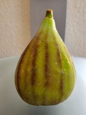 Macool aussen Hortensis.jpg