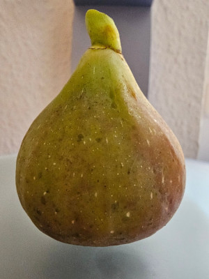 Brogiotto Nero Palmi aussen.jpg