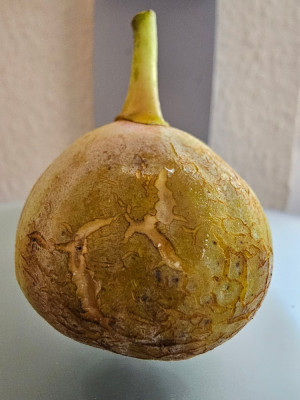 Campaniere NOT aussen.jpg