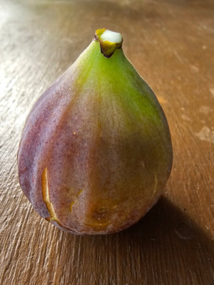 Sals Carleone aussen Hortensis.jpg