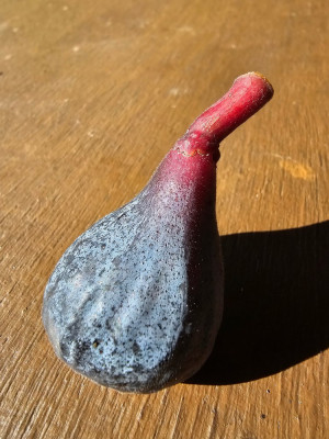 Pastilliere Quissac aussen.jpg