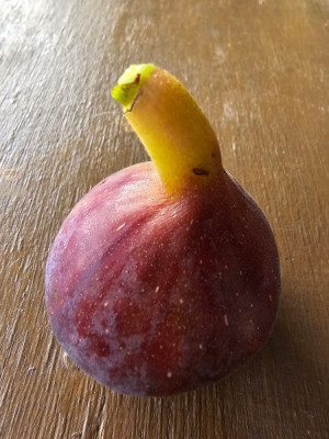 Grise Olivette Herbstfeige aussen.jpg