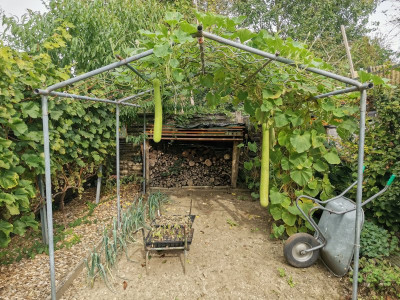 Zucca da pergola 20240922.jpeg
