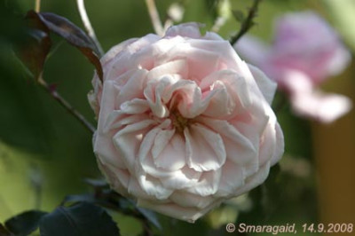 Blossomtime-2008-09-14_2856.jpg