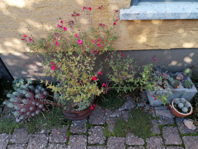 IMG_20241002_165531.jpg