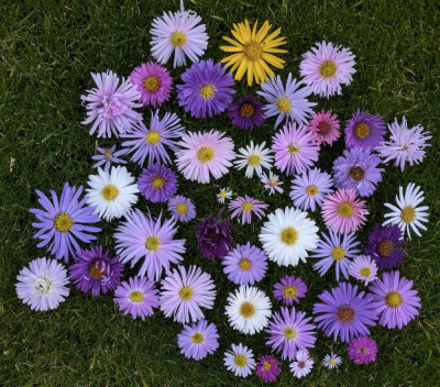 Astern-Blüten.24-1.jpg