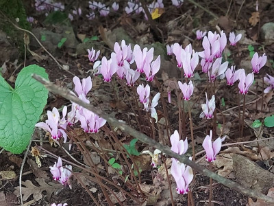 Cyclamen im Anflug.jpg