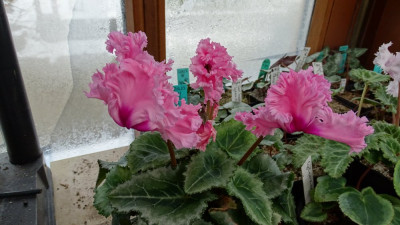 DSC03595.JPG
