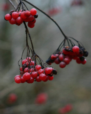 Viburnum-Dez-2c.jpg