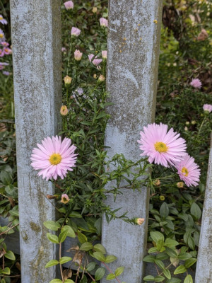 Schönes Rosa, leider nicht standfest. Aber hinter dem Zaun ist das egal.