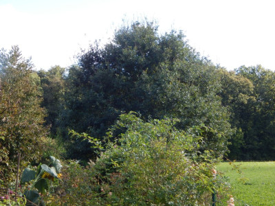 Eiche Okt.2024.JPG
