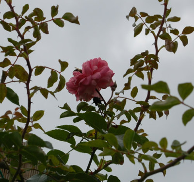 Paul_Noel_0010__P_37961.jpg