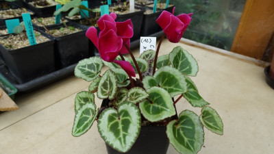 Cyclamen persicum ´Purple Flower´ x mix ´Dark Flower´ von 07.07.2022
