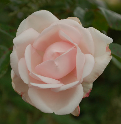 New_Dawn_0010__S2_38015.jpg