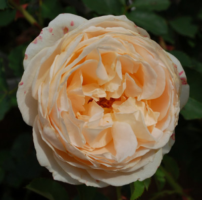 Odile_Masquelier_0010__N_37907.jpg