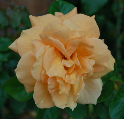 Westfalenpark_0010__S_38022.jpg
