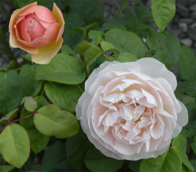 sweet_juliet_01.jpg
