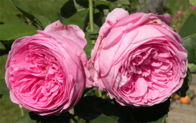 louise_odier_01.jpg