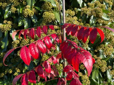 Rhus copallinum herbst 2024.jpg