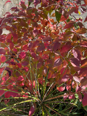 Prunus incisa Kojou-no-mai herbst 2024.jpg