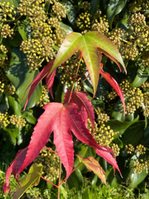 Acer calcaratum herbst 2024 1.jpg