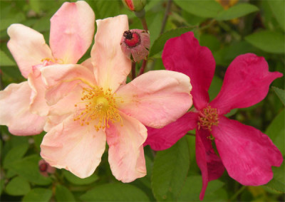 mutabilis_herbst_01.jpg