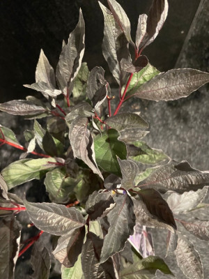 Cornus alba Nightfall 1.jpg