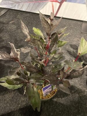 Cornus alba Nightfall 3.jpg