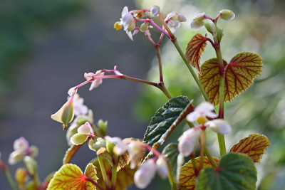 Begonia-grandis-Okt0524_034.jpg