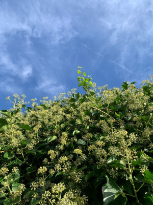 337D0AB1-39C0-4A56-86AE-52877C22BDA8.jpeg