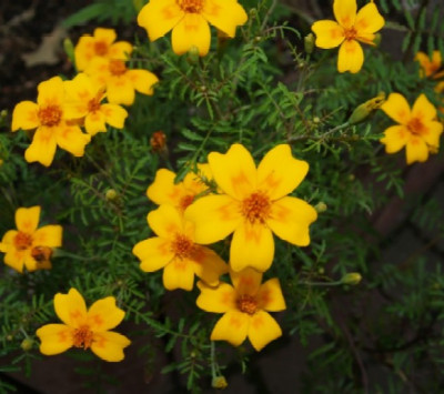 Tagetes_tenufolia_orange_g..jpg